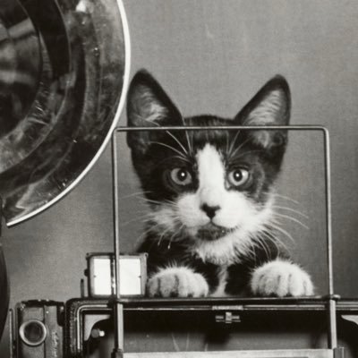 onorizu's profile picture. 