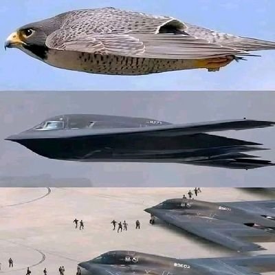 NgoundjouF's profile picture. Je suis un aventurier dans cette vie