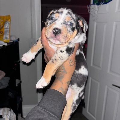 Gk4l kennels .. building great from scratch was the goal.. Luna n ghost 2nd production now 7 weeks … made with pure love