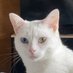 Lapin (@lapinlecat) Twitter profile photo Lapin (@lapinlecat) Twitter profile photo
