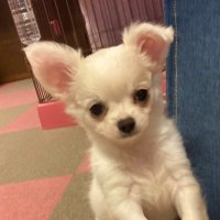 ゆり (@monapi_cute) 's Twitter Profile