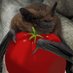Timbat works (@hugetomate) Twitter profile photo Timbat works (@hugetomate) Twitter profile photo