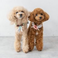 elmo*abby (@eco_mimi_elmo) 's Twitter Profile Photo elmo*abby (@eco_mimi_elmo) 's Twitter Profile Photo