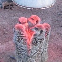 運動大好き倶楽部 (@asiansolidarity) 's Twitter Profile