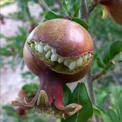 Moshtaba6061's profile picture. 