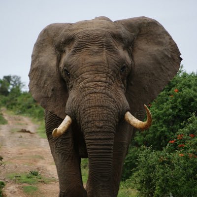 mindofelephant's profile picture. 