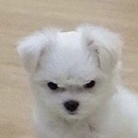 γπ (@b8863bb) 's Twitter Profile
