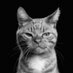 Gros Chat🐈⬛ (@emmanuelak03) Twitter profile photo Gros Chat🐈⬛ (@emmanuelak03) Twitter profile photo
