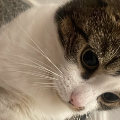 dijaさんのプロフィール画像