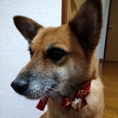 犬塚いちご🐶🍓大好き犬属。
ちなみに、名前の読みはマキ トキテラです。
なろうで音声作品のシナリオを書いています。
https://t.co/B3CXT6D0Fb