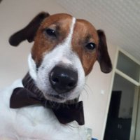 Vivi (@vivigamedev) 's Twitter Profile
