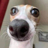 당면 (@okudam063) 's Twitter Profile Photo