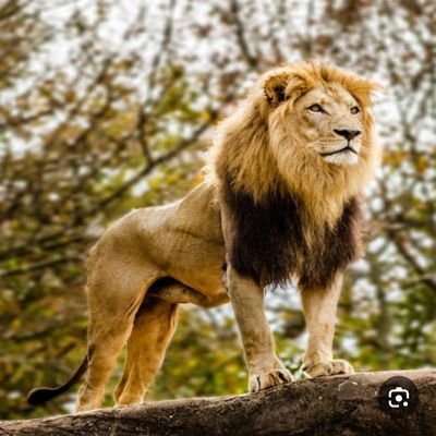 الحوثي ارهابي ؟أحب أن ارئ وطني محررمن الإرهاب ؟ ونبحث عن الحقيقة
أنا مع ال سعود وموالي لهم واحبهم