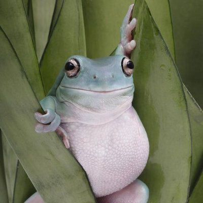 bittensorfrog's profile picture. hmmmmmmmm