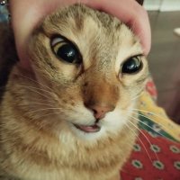 BOYCOTT HARBOR FREIGHT (@boycotthar35757) 's Twitter Profile