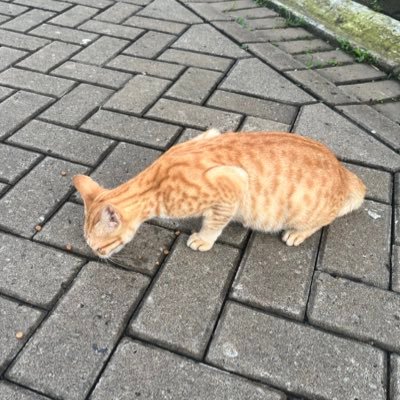 pecelayamsatu's profile picture.