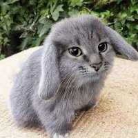 SlimiestSnail (@p_sophiesnail) 's Twitter Profile