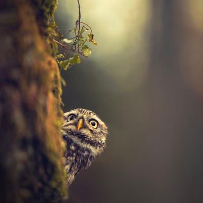 realersatz's profile picture. #AirborneAware