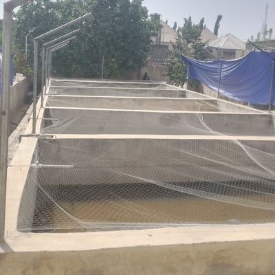As the CEO of THE MEEMES FISHAGRIC, I started processing (Smoking)Fish and meat On 15th of September 2022. I am now growing my own fish.