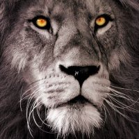 LionHeart (@lionheart9001) 's Twitter Profile Photo LionHeart (@lionheart9001) 's Twitter Profile Photo