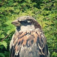 Emerald Sorc (@sorcsynt) 's Twitter Profile