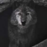 Soliman (@solimanalmansor) 's Twitter Profile Photo Soliman (@solimanalmansor) 's Twitter Profile Photo