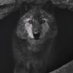 Soliman (@solimanalmansor) Twitter profile photo Soliman (@solimanalmansor) Twitter profile photo