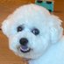 Troy Palme (@biobichon) Twitter profile photo Troy Palme (@biobichon) Twitter profile photo