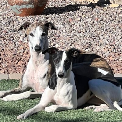 whippetmomUSA's profile picture. Outdoors is the new indoors Please NO DMs unless I know you IRL