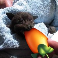 f£€d€rm@u$ w0 F£ $tud10 frucht 1$$t🥭🦇 (@zitronenesser) 's Twitter Profile