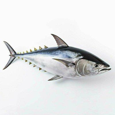 thetruetuna's profile picture. 