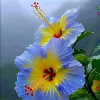DRod π€πΊ (@hawaiiderek1980) 's Twitter Profile