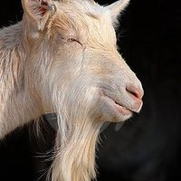 SmellyGoatBeard3 (@smellygoatbeard) 's Twitter Profile