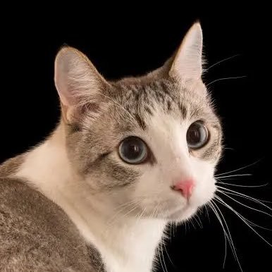 _NEKO_OKEN_'s profile picture. 