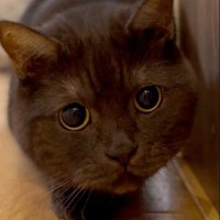 Amadeus (@frizzyconnect) 's Twitter Profile