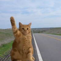 Hitchy the hitchhiker (@hitchycto) 's Twitter Profile