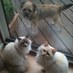 โฟSam (& Missy)โฟ (@foxyfox11) Twitter profile photo โฟSam (& Missy)โฟ (@foxyfox11) Twitter profile photo