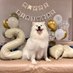 サモエドのダッツ (@samoyed_dazs) Twitter profile photo サモエドのダッツ (@samoyed_dazs) Twitter profile photo