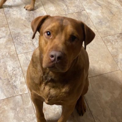 Bras_KL's profile picture. 🐾🐾🐾🐾 🐕 💔 🐶 🐶❤️ We should be judged by our individual characteristics rather than the shape of our heads! ♥️💚🇺🇸