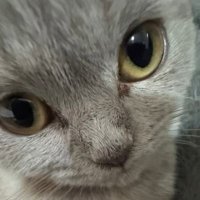 yzma cardoso (@odeiocaio) 's Twitter Profile