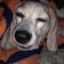 Daphne,Roz🌈,Barney🌈,& Gray their dad. (@thebeaglegirls) Twitter profile photo Daphne,Roz🌈,Barney🌈,& Gray their dad. (@thebeaglegirls) Twitter profile photo