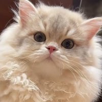 ユウ (@yuu_kiraa) 's Twitter Profile