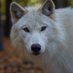 WhiteWolv (@wolvwhite117) Twitter profile photo WhiteWolv (@wolvwhite117) Twitter profile photo