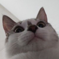 sbubu (@sweetypiyee) 's Twitter Profile