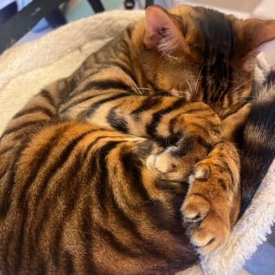 awpmgegagaga's profile picture. 食べることと旅行が好きです