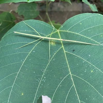 ナナフシの面白さを伝えたい!ぼちぼち投稿/昆虫好きな人、日々勉強中 /ナナフシのことはナナフシに聞け!