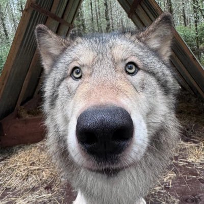 flarlism_'s profile picture. gay furry that literally only retweets