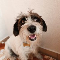 Gromit (@gromit___) 's Twitter Profile