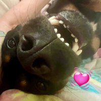 🫧🫧💗💚🌈🎨MegoPaints 🐕🦺🤟🏻 (@megorexx) 's Twitter Profile