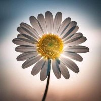 علي النعيمي (@hloivzqt8goeya0) 's Twitter Profile